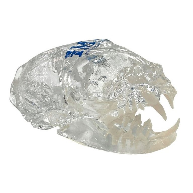 S1050_0--side-Clear-Feline-Skull-Model---NEW__04169