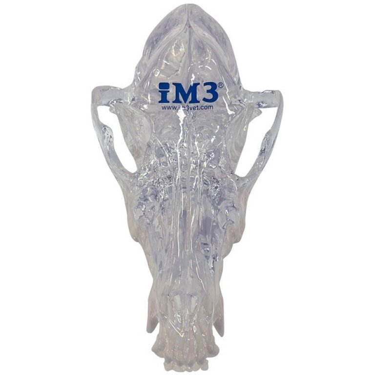 S1055_1--front-Clear-Canine-Skull-Model---NEW__98234
