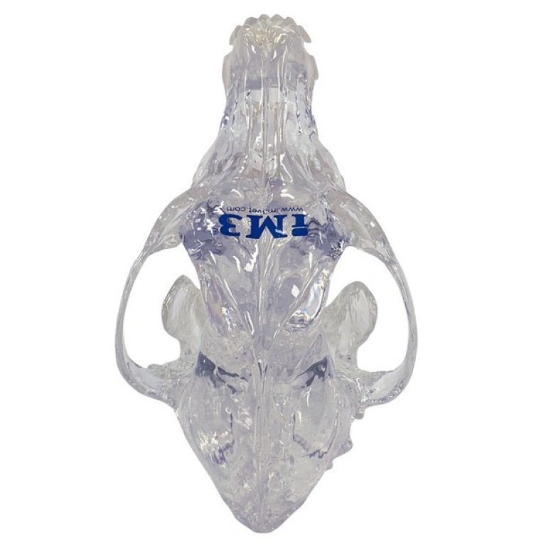 S1055_2--top-Clear-Canine-Skull-Model---NEW__91527
