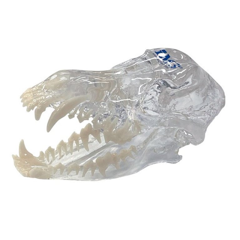 S1055_0-side-Clear-Canine-Skull-Model---NEW__32210